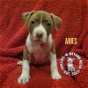 adoptable Dog in  named Zodiac Litter: Aries