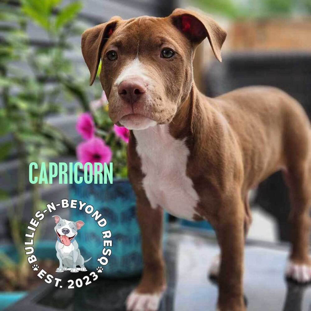 adoptable Dog in Omaha, NE named Zodiac Litter: Capricorn