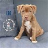 adoptable Dog in  named Zodiac Litter: Leo