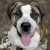 adoptable Dog in , NE named Nova