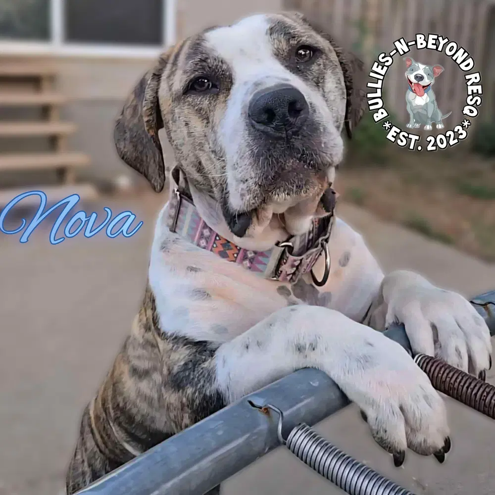 Nova - Mixed-breed