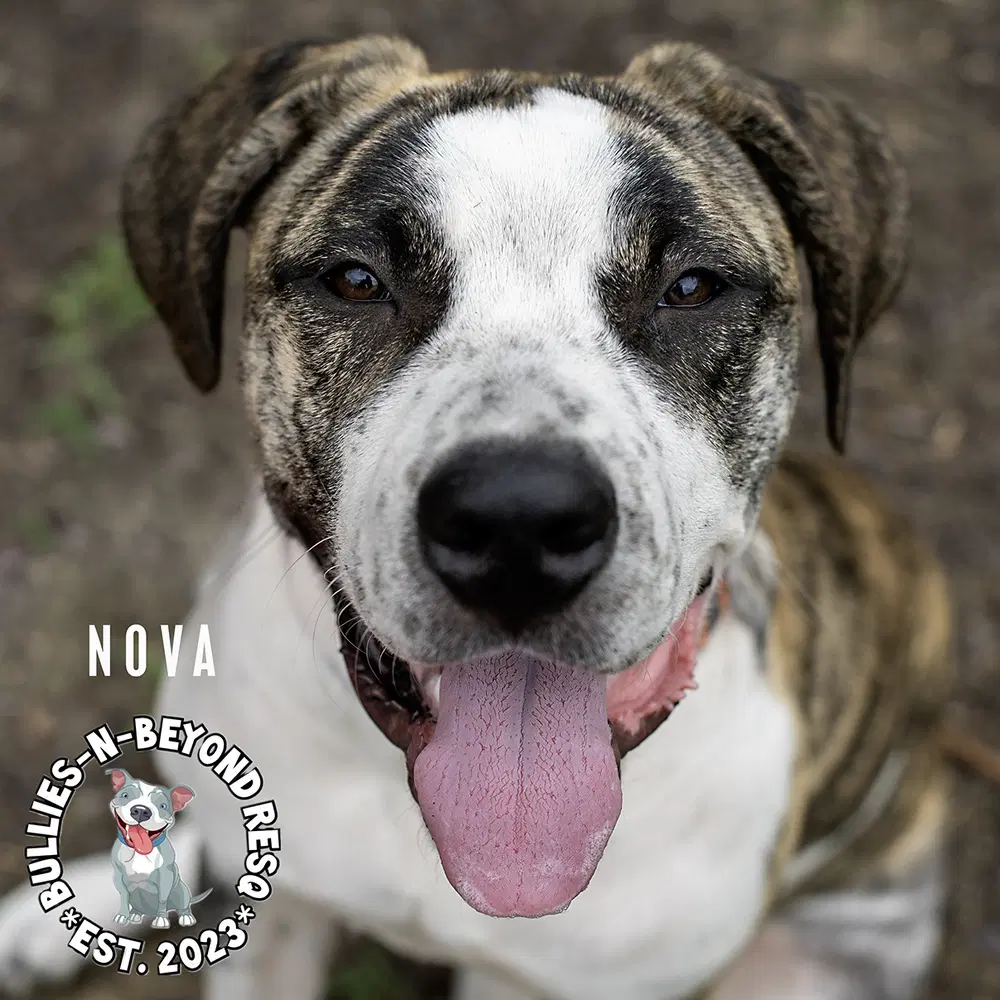 Nova image 2