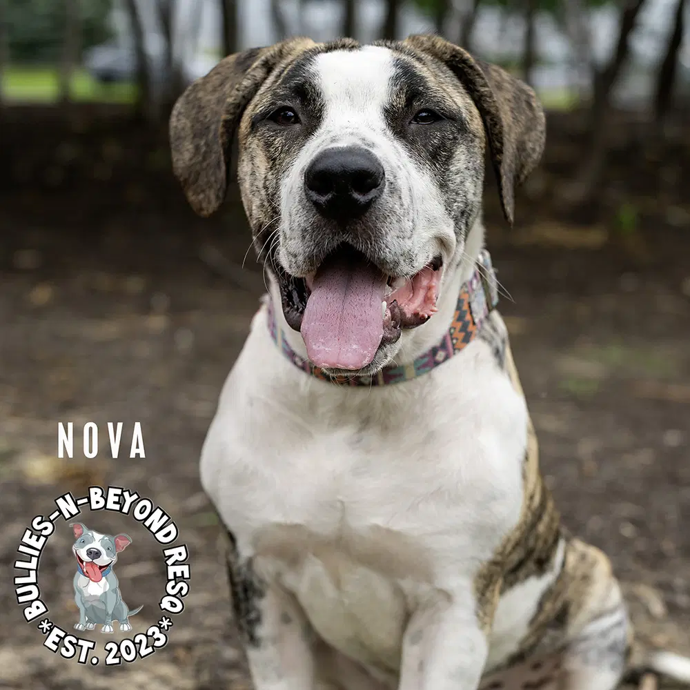 Nova image 4