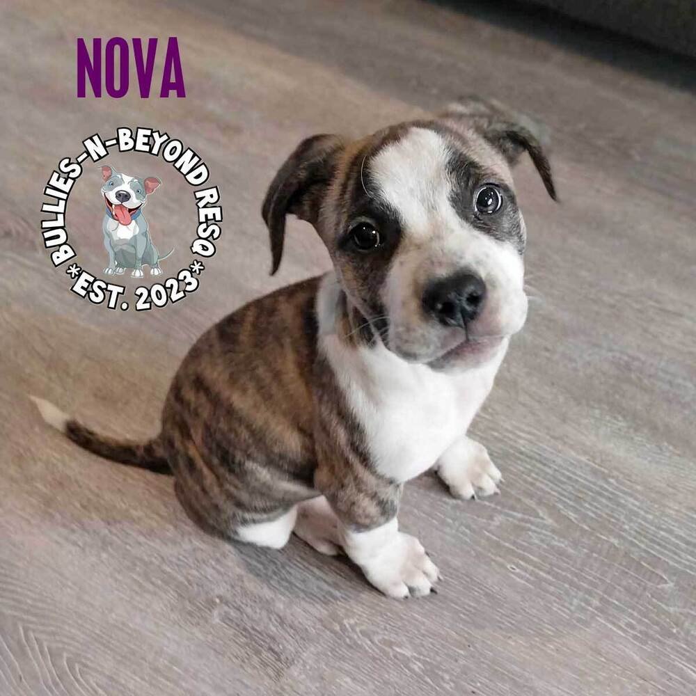 adoptable Dog in Omaha, NE named Nova