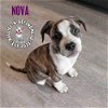 adoptable Dog in  named Nova