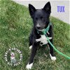 adoptable Dog in , NE named Tux