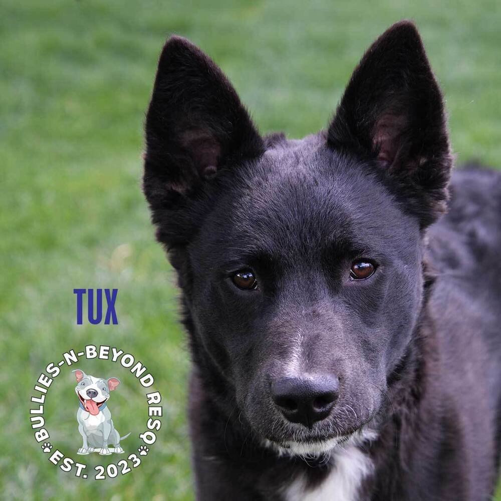 adoptable Dog in Omaha, NE named Tux
