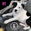 adoptable Dog in  named Litter of 5:  Ivy