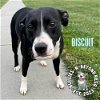adoptable Dog in omaha, NE named Biscuit