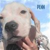 adoptable Dog in , NE named Penn
