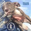 adoptable Dog in omaha, NE named Teller