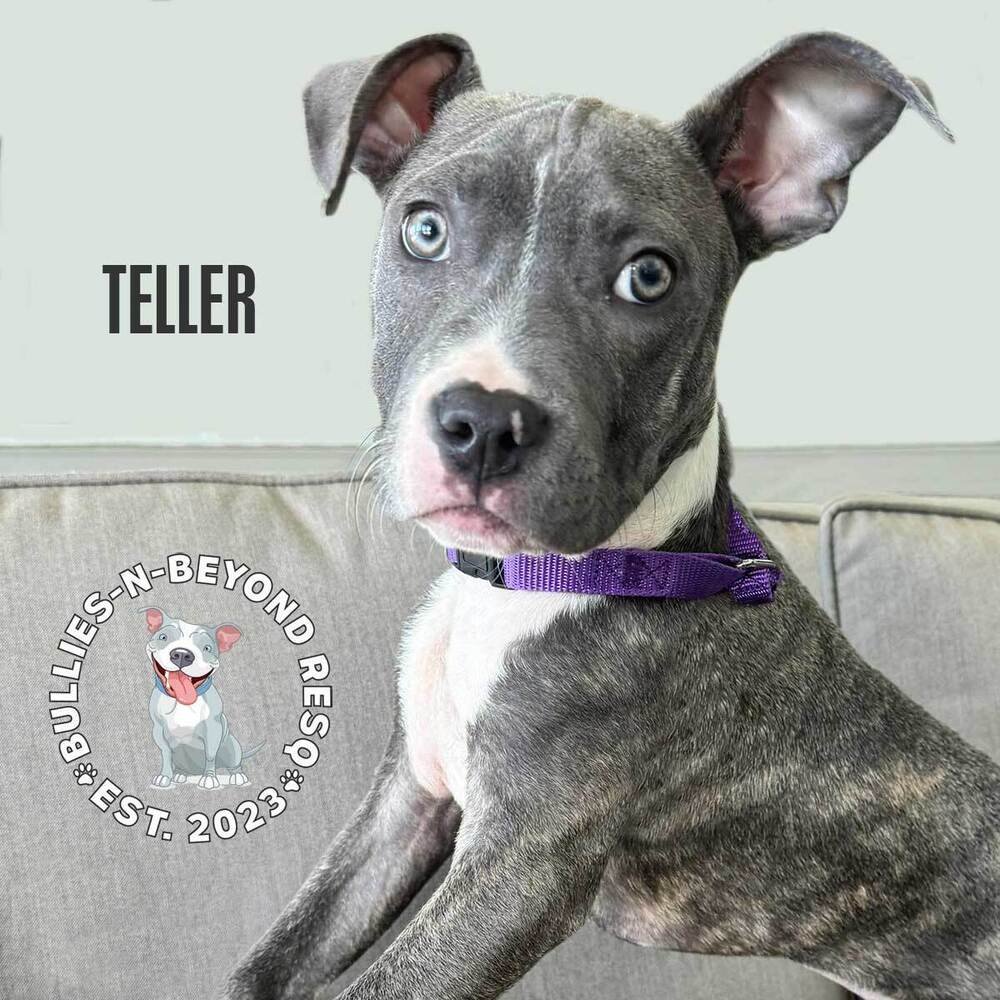 adoptable Dog in Omaha, NE named Teller