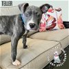 adoptable Dog in , NE named Teller