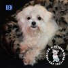 adoptable Dog in  named Ben