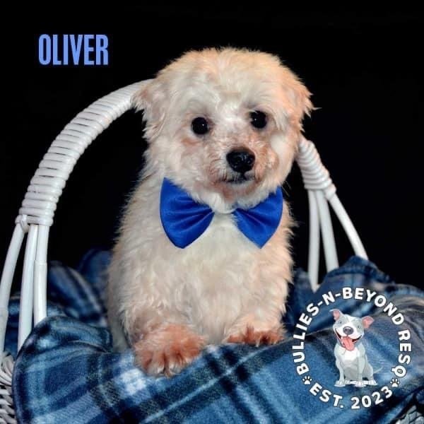 adoptable Dog in Omaha, NE named Oliver