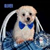 adoptable Dog in , NE named Oliver