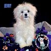 adoptable Dog in  named Jerry