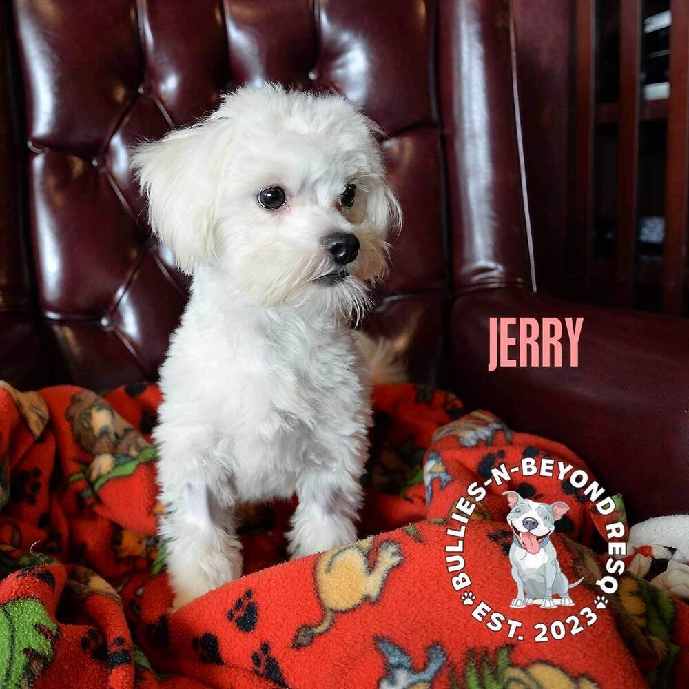 adoptable Dog in Omaha, NE named Jerry