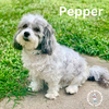 adoptable Dog in , NE named Pepper