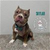 adoptable Dog in , NE named Skylar
