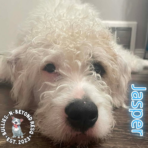 picture of the dog needing adoption