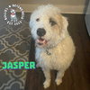 Jasper - Photo 2