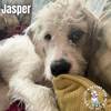 Jasper - Photo 4