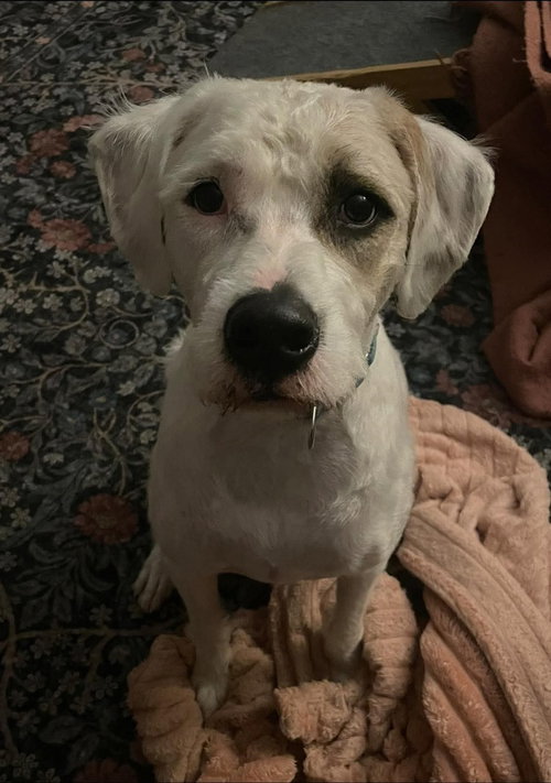 JASPER - Bernese Mountain Dog / Pit Bull Terrier for adoption in Omaha
