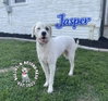 Jasper - Photo 2
