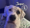 Jasper - Photo 3