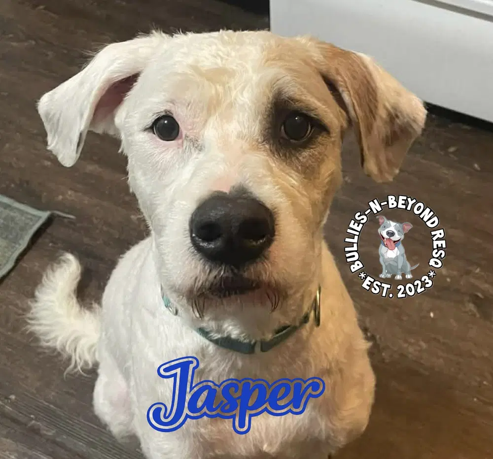 Jasper image 2
