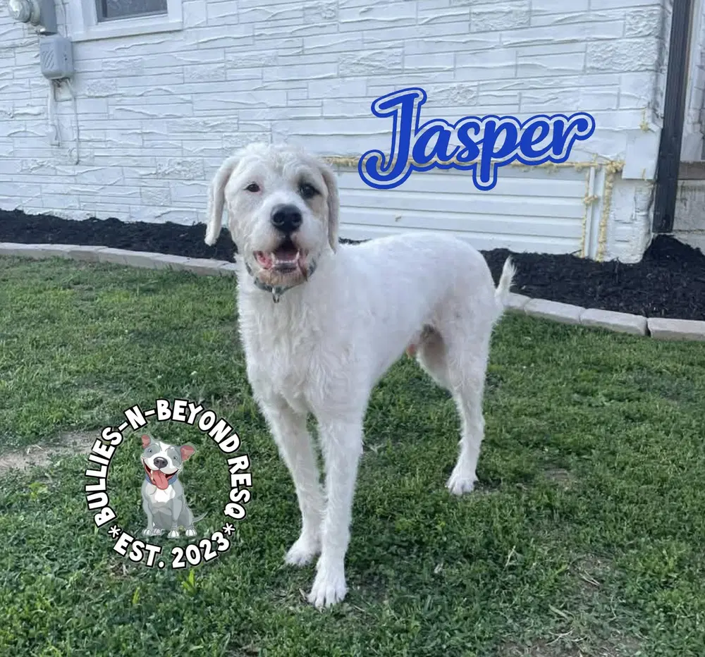 Jasper image 3