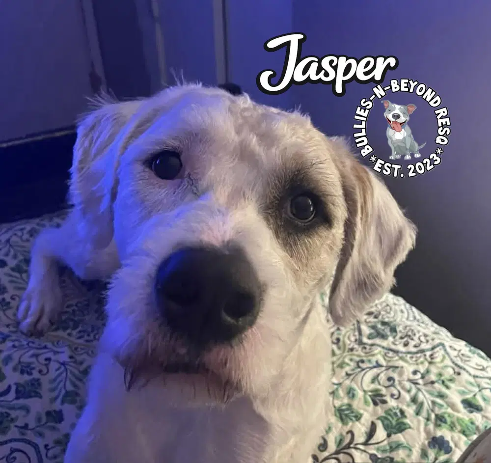 Jasper image 4