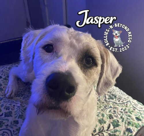 Photo 4 of Jasper