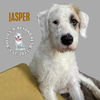 adoptable Dog in Omaha, NE named Jasper