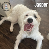 adoptable Dog in , NE named Jasper