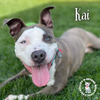 adoptable Dog in , NE named Kai