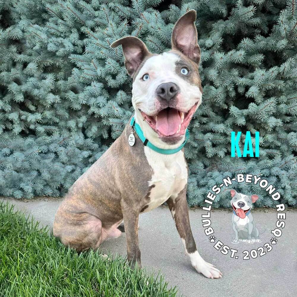 adoptable Dog in Omaha, NE named Kai