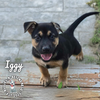 adoptable Dog in , NE named Iggy