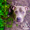 adoptable Dog in Omaha, NE named Tyson