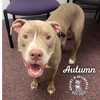 adoptable Dog in , NE named Autumn