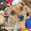 adoptable Dog in , NE named Arizona