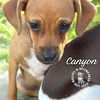 adoptable Dog in  named Arizonaâs Canyon