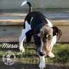 adoptable Dog in Omaha, NE named Arizonaâs Mesa