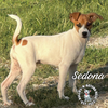 adoptable Dog in  named Arizonaâs Sedona