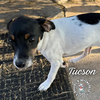 adoptable Dog in  named Arizonaâs Tucson