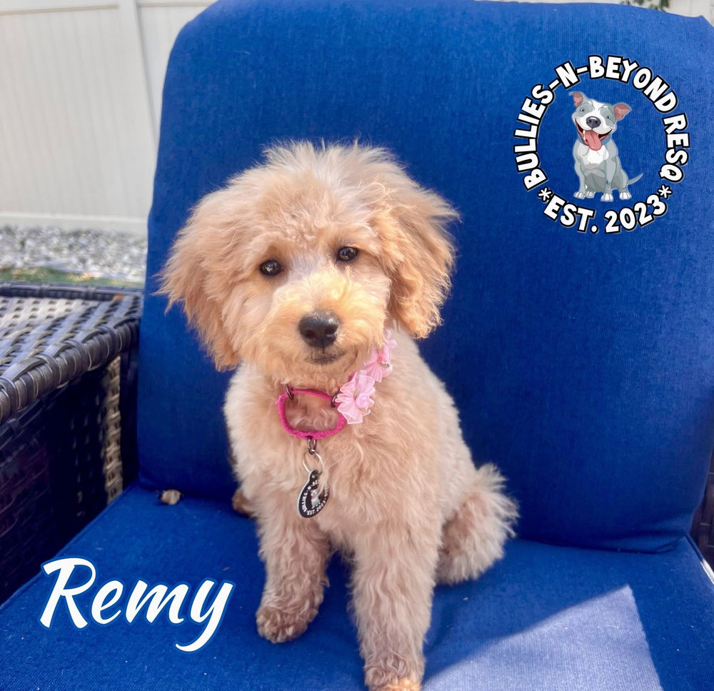 adoptable Dog in Omaha, NE named Remy