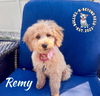 adoptable Dog in  named Remy