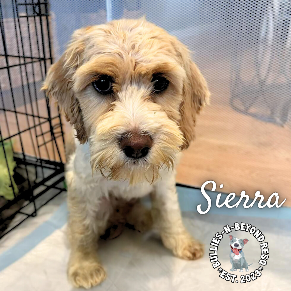 adoptable Dog in Omaha, NE named Sierra