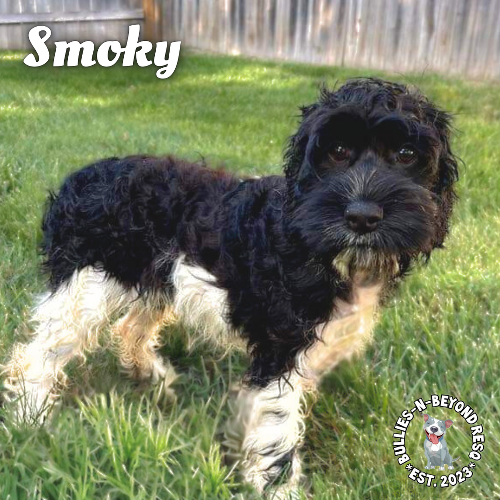 adoptable Dog in Omaha, NE named Smoky